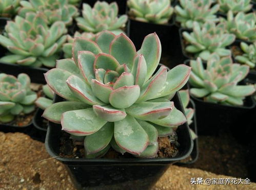雨燕座多肉断了重新种植还能长出新的吗