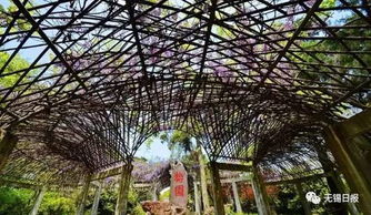 院子大门外两侧种什么树既美观又吉祥？