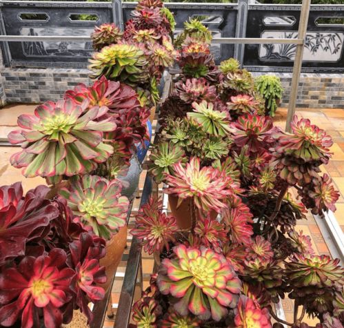 第二步：浇水，给小苗喝饱饱的水