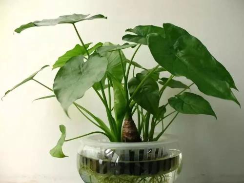 滴水观音植物有毒吗？家里养了这种植物
