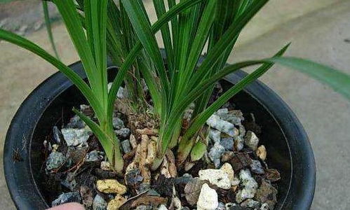 兰花服盆期必看！浇水技巧，养花必备！