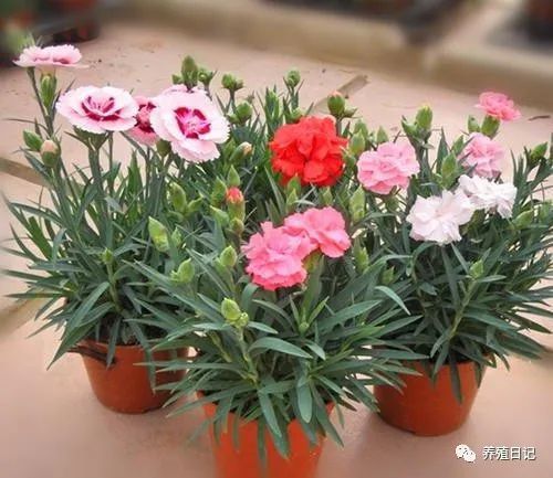 康乃馨怎么养才开花艳丽？