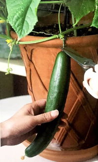 阳台黄瓜病虫害防治攻略，轻松养出健康黄瓜！