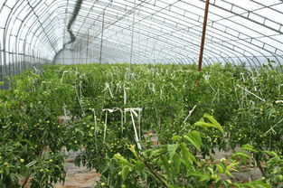 机械化种植的隐藏门槛，你注意到了吗？