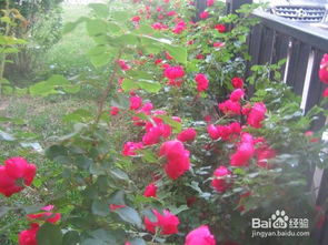 “蔷薇移栽攻略，轻松上手，百度SEO必备技巧！”