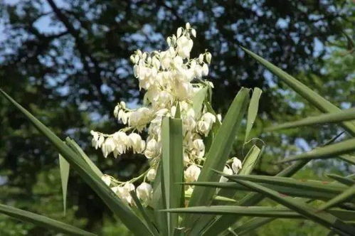 一、 冬天的植物大冒险