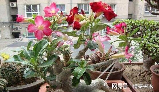 如何养好玫瑰花，从土壤、水分、光照到修剪