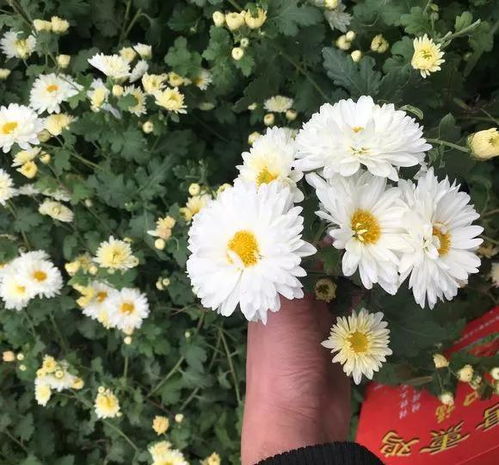 揭秘杭白菊：功效与禁忌一览，助你健康饮茶！