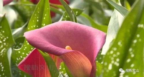 想看马蹄莲果实？这里有超多清晰图片等你来欣赏