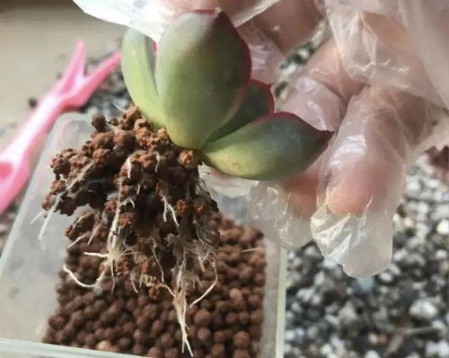肉肉植物烂根了怎么办？如何挽救