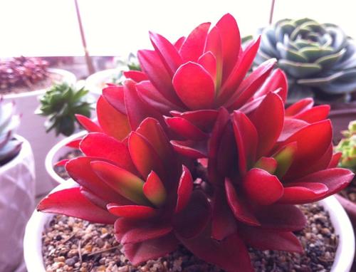 美丽的心情，从养多肉开始