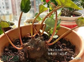 蝴蝶兰的休眠期是何时具体在哪个季节或气候条件下会进入休眠状态呢