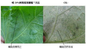 甲维盐：省钱神器还是防治红蜘蛛的利器？