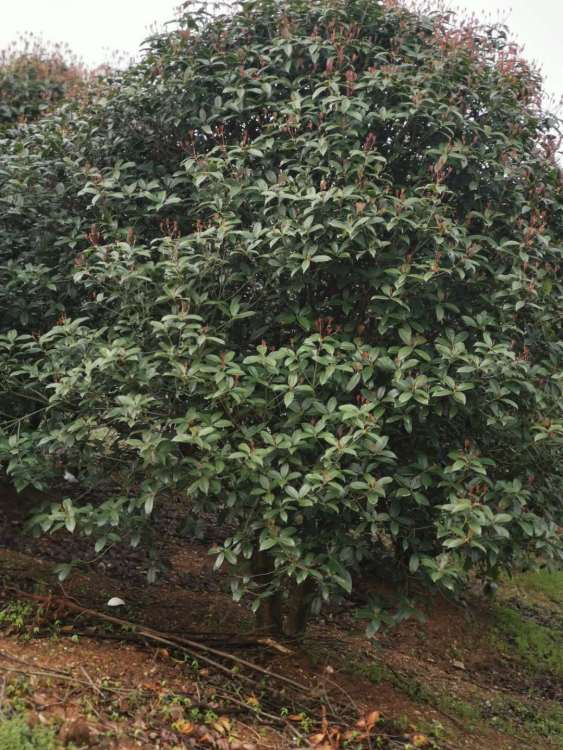 移植过程， 像演电影一样