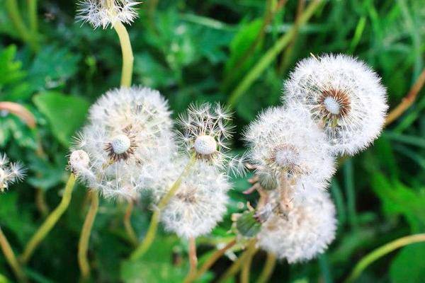 芙蓉花种子泡水发芽法,轻松种植新手必看!