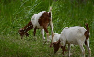 苜蓿：羊舍优质主草料