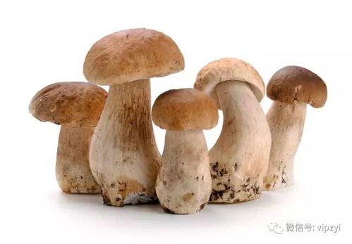 识别无毒蘑菇的小技巧