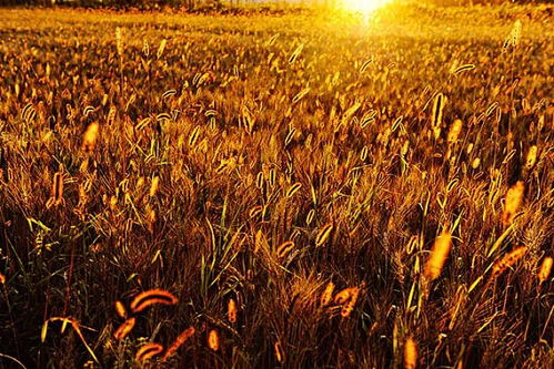 北方秋天哪种草会率先开花？