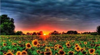 郁金香种植小技巧