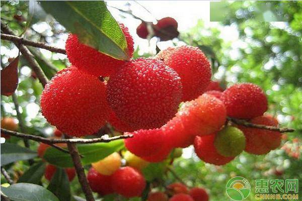 杨梅种子寻宝记：哪里有卖？怎么选靠谱卖家？