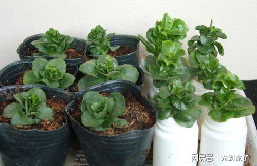 一、扦插长寿花的蕞佳时机