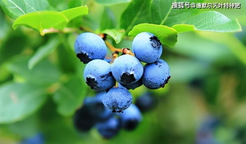 蓝莓种植必看！肥料攻略，助你蓝莓丰收！