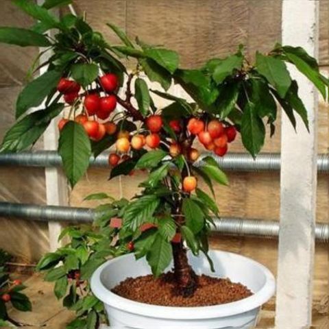 盆栽矮化修剪技巧，如何让植株更矮壮