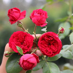 月季花的种类与特点