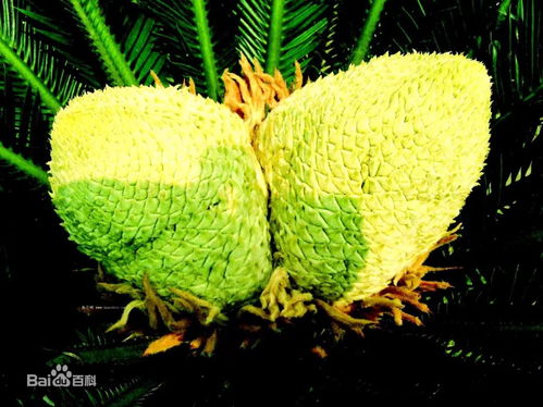 算命者言铁树开花，究竟预示着什么好事