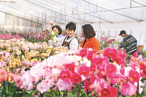 长沙花卉种植基地的美丽奇遇