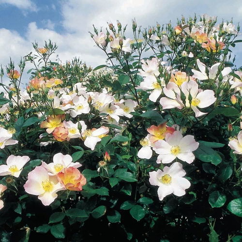 亚历山德拉农场：月季育种家的独特奇遇