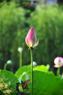 荷花花蕾凋落的原因揭秘
