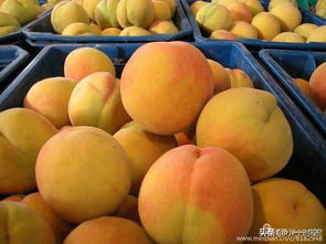 黄桃成熟期是哪个月份？想尝鲜美味黄桃