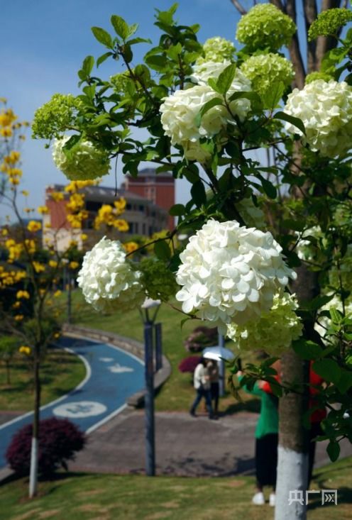 冬季庭院里的绿勇士