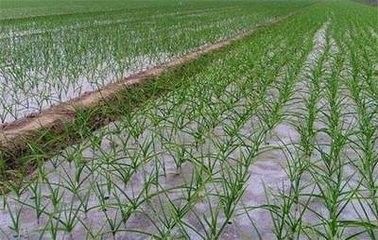 油菜田里的那些小麻烦——常见害虫大盘点