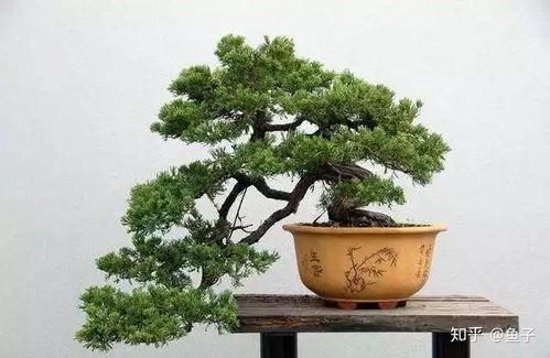 松树盆栽种子采挖全攻略，种出好树苗的秘密武器！