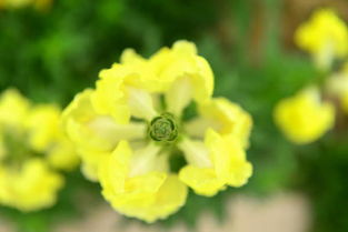 一、 杭白菊，江南的精灵