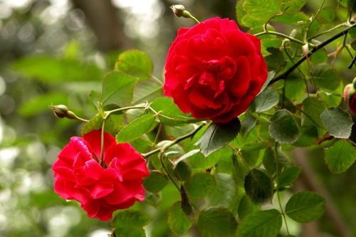 八月酷暑来临时月季花如何降温养护才Neng平安度过？