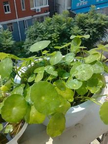 可嫩的原因分析