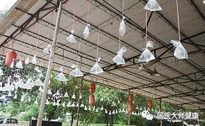 夏日驱蚊秘籍：盆栽植物大作战