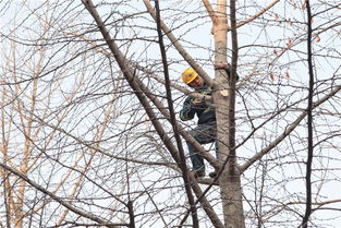 乔木和灌木施肥， 要讲究方式