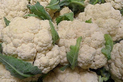 “春季或秋季种植花菜哪个季节更适宜