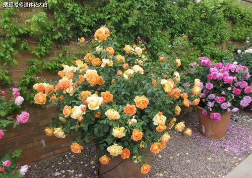 月季移栽后的服盆期，它需要多长时间才Neng恢复正常生长？