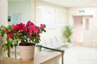 如何让花卉茂盛生长