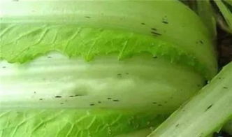 白菜在什么温度范围内生长最为适宜