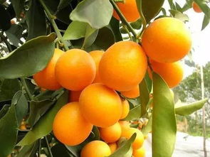 金桔过冬， 光照要充足