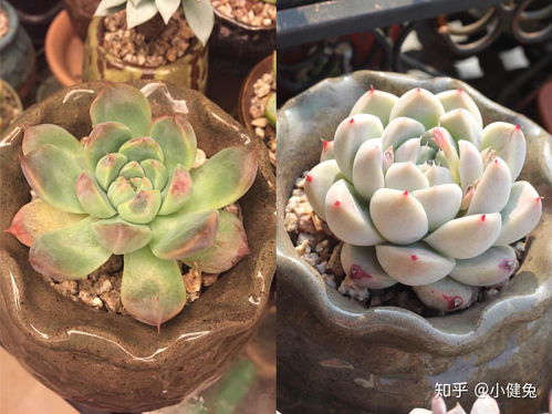 多肉植物有毒吗？这份多肉避坑指南