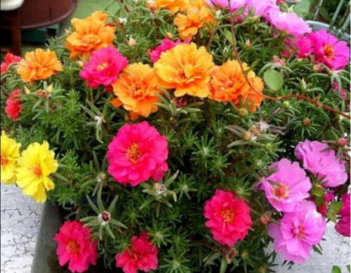 五六月份适合种植的草花