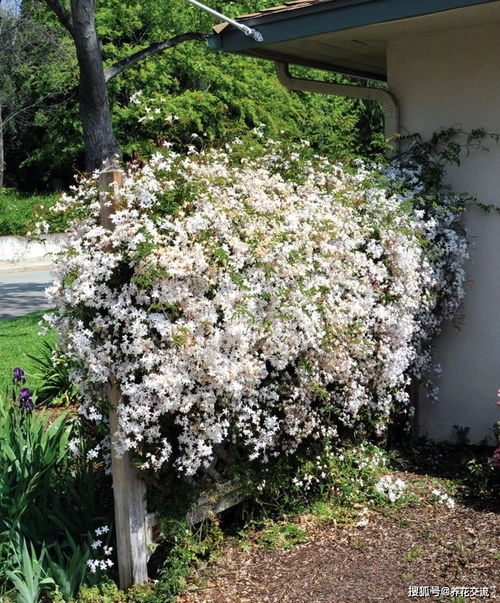 常春藤， 秋天的常客