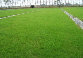 草坪治理那些事儿